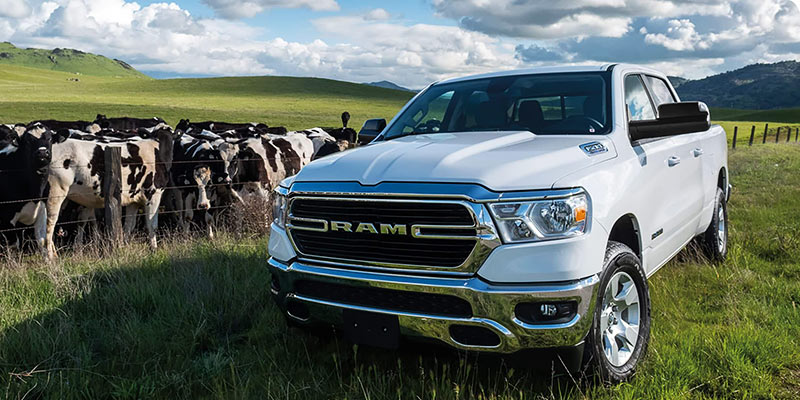 A photo of a white ram truck parked in a field with cows.